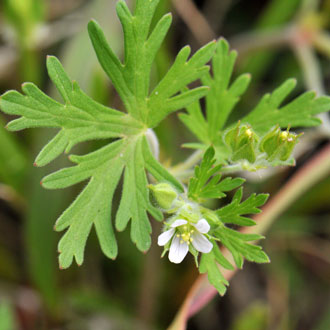 Carolina Geranium